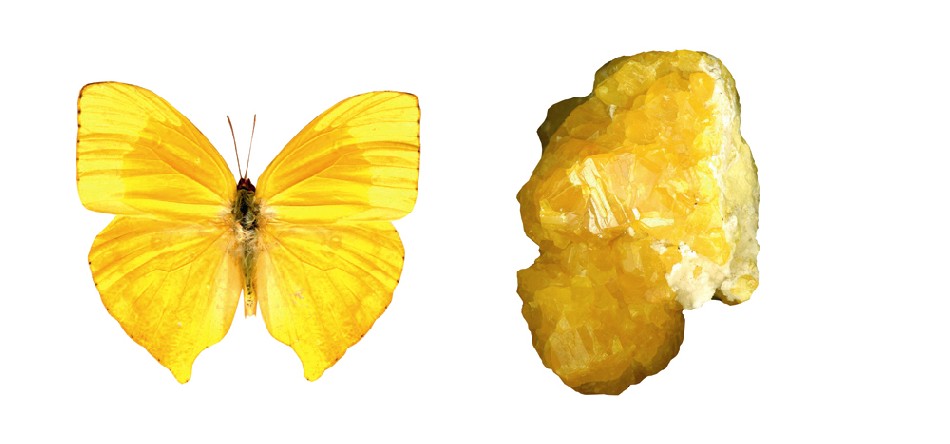 Juwelenpaar: Zitronenfalter und Schwefel. Foto: Vision of Nature