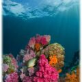 Korallenriffe zählen neben den tropischen Regenwäldern zu den artenreichsten und produktivsten Ökosystemen unserer Erde. Foto: Milos Prelevic, Unsplash, via Senckenberg