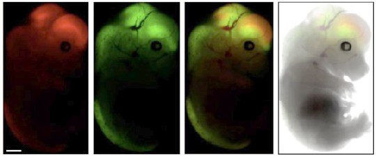 In den von den Dresdner Zellforscher gezüchteten Gen-Mäuse leuchten Stammzellen rot und die Nervenzellen grün. Dadurch können die Forscher die Genese verfolgen. Foto: Calegari, CRTD