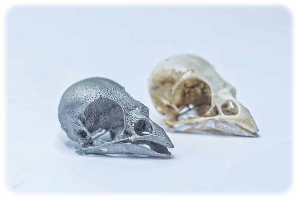 Original (rechts) und Replikation eines Vogelschädels durch industrielle 3D-Drucker (links). Foto: Fraunhofer IWS Dresden