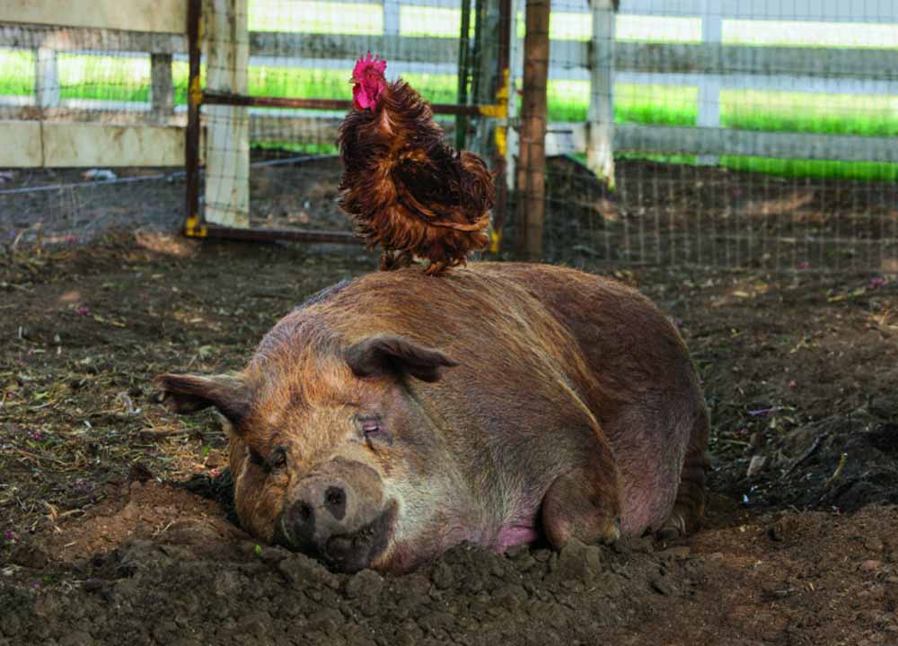 Das Schwein Emma (alias: "Die Hässliche") und der Hahn Greasy (alias: "Der Zersauste") haben sich angefreundet. Foto: Prokino, Szenenfoto aus: "Unsere große kleine Farm"