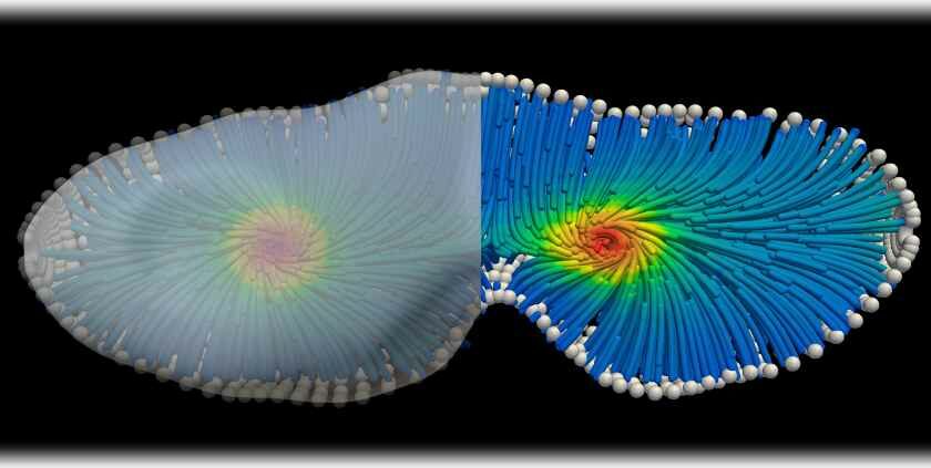 3D Simulation eines aktiven Materials in einer geometrischen Form, die einer sich teilenden Zelle ähnelt. Abb.: Singh u.a. in: Physics of Fluids (2023) via MPI-CBG