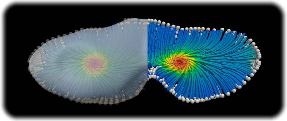 3D Simulation eines aktiven Materials in einer geometrischen Form, die einer sich teilenden Zelle ähnelt. Abb.: Singh u.a. in: Physics of Fluids (2023) via MPI-CBG
