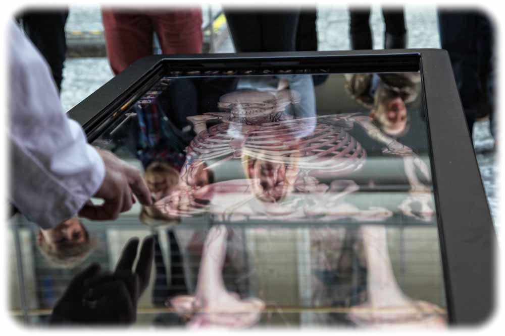 Am Anatomage-Table können die Dresdner Professoren und Lernenden virtuell sezieren. Foto: Stephan Wiegand, TUD