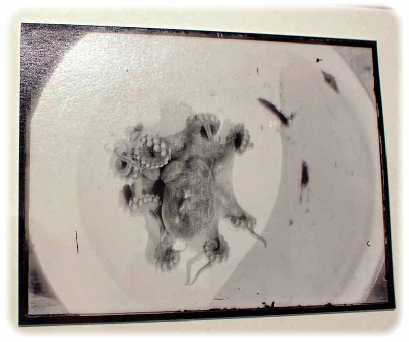 Im Dezember 1898 entstand diese Fotografie eines gefangenen Oktopus (vermutlich an Bord der "Valdivia"). Repro: Heiko Weckbrodt