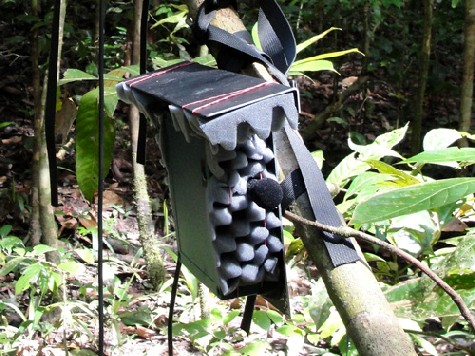 Die Aufnahmen der Audiorekorder im Dschungel werden mit Computerprogrammen aus Ilmenau ausgewertet. Foto: Ammie Kalan, MPI-EVA