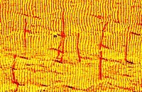 Es sieht aus wie eine Dünenlandschaft – ist aber kleiner als ein Sandkorn. Auf der nanostrukturierten Siliziumoberfläche richten sich DNA-Nanoröhrchen (rot hervorgehoben) dank elektrostatischer Wechselwirkungen mit der Oberfläche an den vorgegebenen Mustern aus. Abb.: Dr. Adrian Keller, HZDR