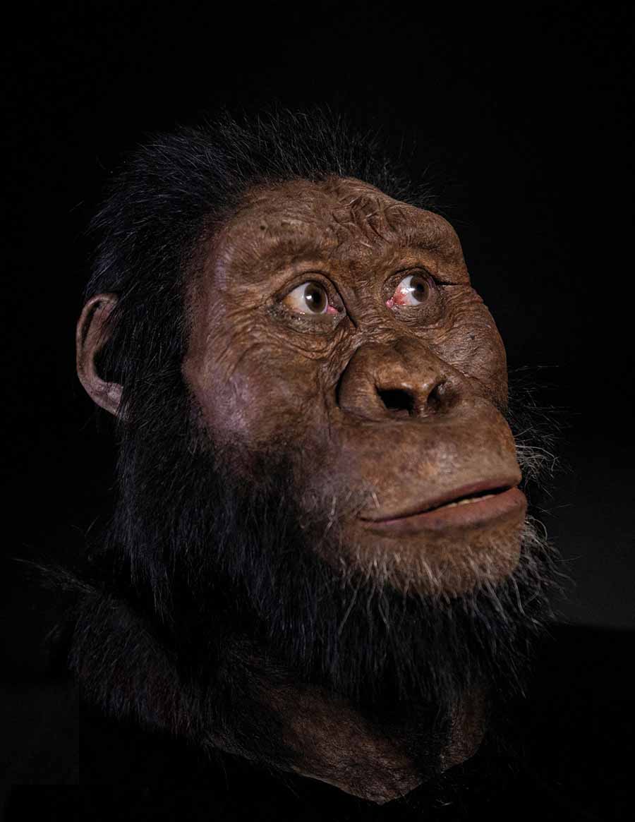 Rekonstruierter Kopf eines Australopithecus anamensis. Abb.: Matt Crow, Cleveland Museum of Natural History