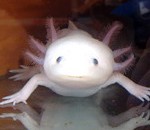 Wundersame Regeneration: Der Lurch Axolotl kann ganze Gliedmaßen nachwachsen lassen. Abb.: CRTD