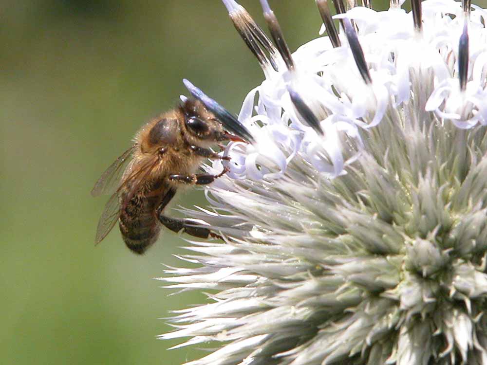 Bienen informieren ihr Vplk durch tanzsignale über Pestizide in der Nähe. Foto: