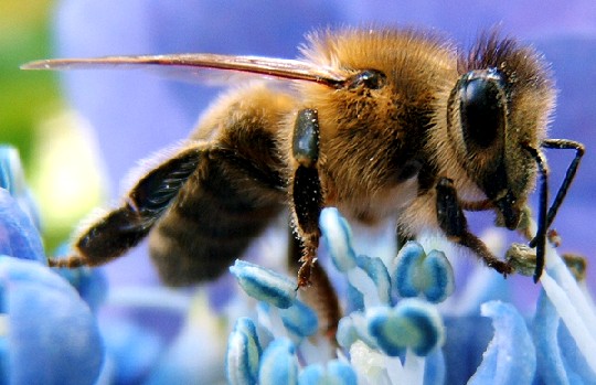 Birgt die Biene den Schlüssel für den Kampf gegen multiresistente Keime? Das Leipziger Startup AMP hofft, synthehtisierte Peptide der Imme einsetzen zu können, um Menschen wirkungsvollere Antibiotika verabreichen zu können. Foto: Ricks, Wikipedia, GNU-Lizenz