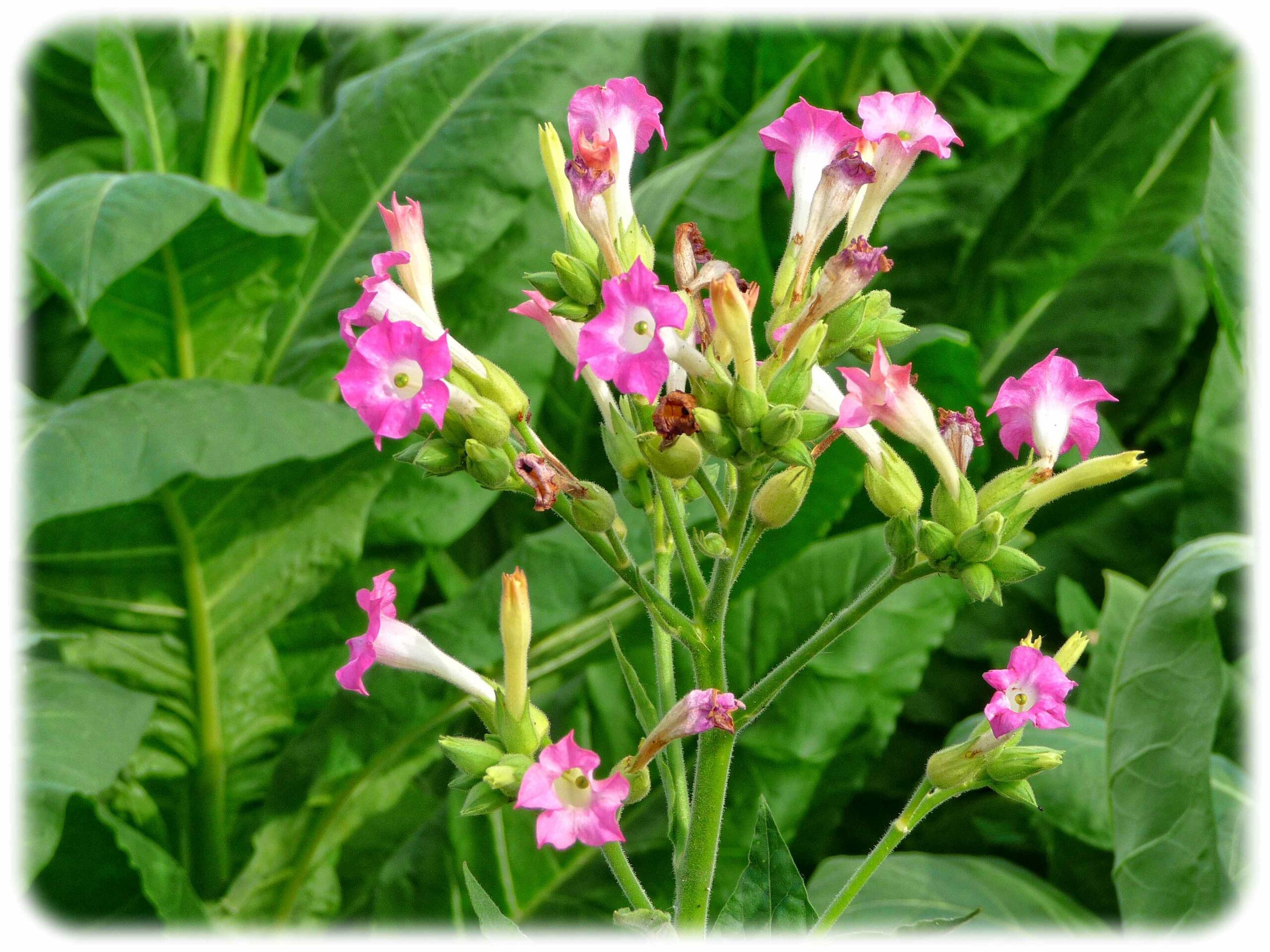 Blühenede Tabakpflanze. Foto: 3268zauber, Wikimedia, https://commons.wikimedia.org/wiki/File:Bl%C3%BChende_Tabakpflanze.jpg, CC3-Lizenz, https://creativecommons.org/licenses/by-sa/3.0/deed.en