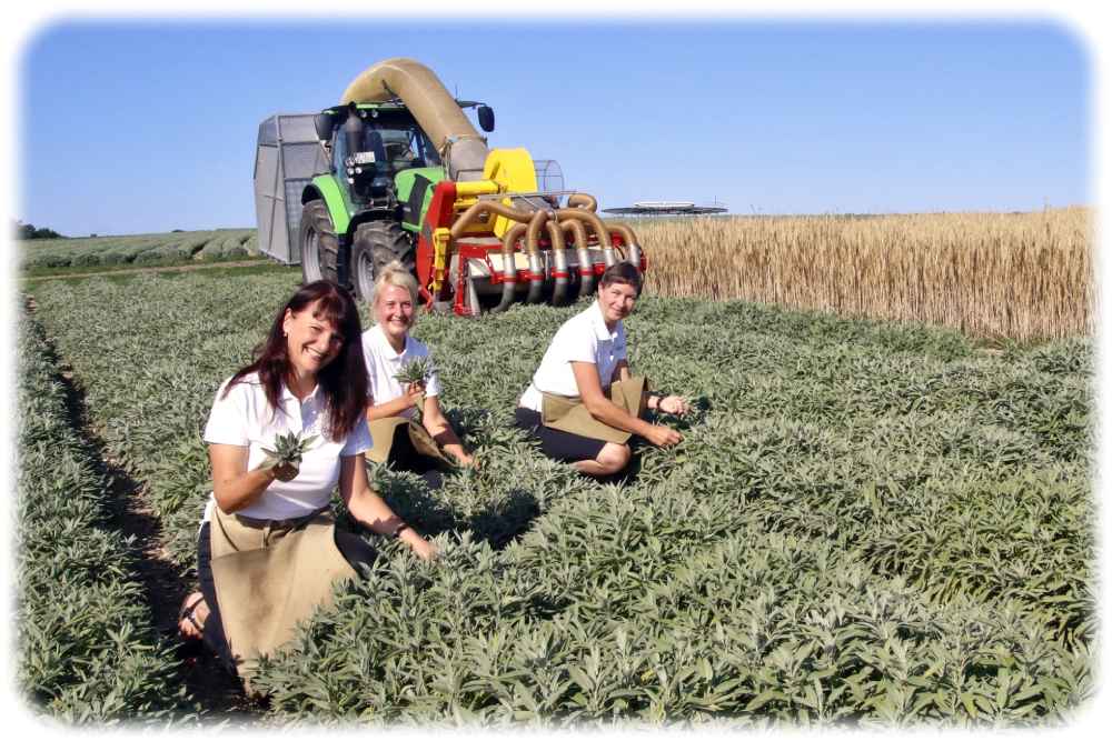 Grit Schuster, Anna Jungnickel und Uta Richter demonstrieren die Handernte. Foto Sabine Mutschke für Bombastus