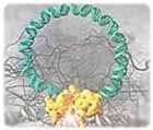 Die Grafik zeigt die Brec1 Rekombinase (gelb) beim Herausschneiden des HIV-Genoms (türkis) aus einem DNA-Strang der menschlichen Wirtszelle. Grafik: Heinrich-Pette-Institut