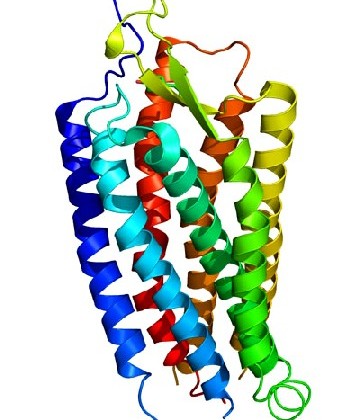 3D-Modell eines CPCR-Rezeptor-Moleküls. Abb.: S. Jähnichen, Wikipedia, CC1-Lizenz, Public Domain