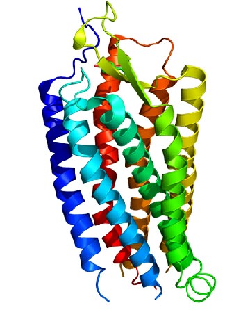 3D-Modell eines CPCR-Rezeptor-Moleküls. Abb.: S. Jähnichen, Wikipedia, CC1-Lizenz, Public Domain