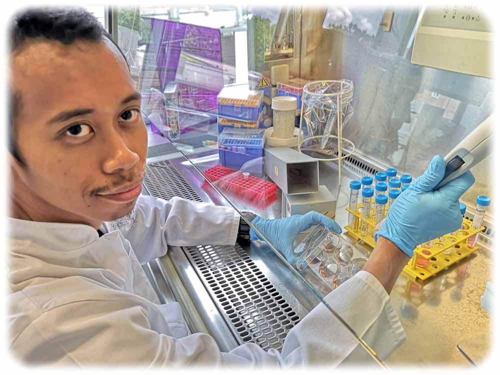 Doktorand Yuda Ridzky bereitet Zellkulturen für Makrophagen-Untersuchungen im Zentrum für regenerative Therapien Dresden (CRTD) vor. Foto: Heiko Weckbrodt