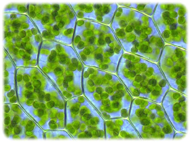 Bisher nur als statisches Abbild sichtbar: In den Chloroplasten von Pflanzenzellen wird Sonnenlicht umgewandelt, um daraus energiereiche organische Verbindungen zu konstruieren. Mit neuen Nanoskopen soll die Photosynthese nun "live und in Action" beobachtbar werden. Foto: Kristian Peters, Wikipedia. GNU-1.2-Lizenz