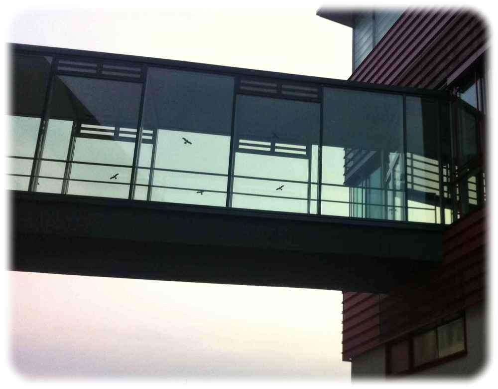 Das geht künftig auch unsichtbar - oder jedenfalls nur per Ultraviolett durch Vogelaugen wahrnehmbar: Vogelschutz-Muster auf Glasfassaden. Foto: Heiko Weckbrodt