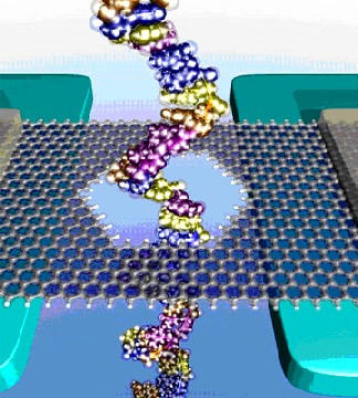 Computer-Simulationen gewinnen in der Materialforschung an  Bedeutung - hier der visualisierte Durchgang einer DNA-Sequenz durch eine Graphenschicht zur Bestimmung der Basenabfolge, Abb.: TUD