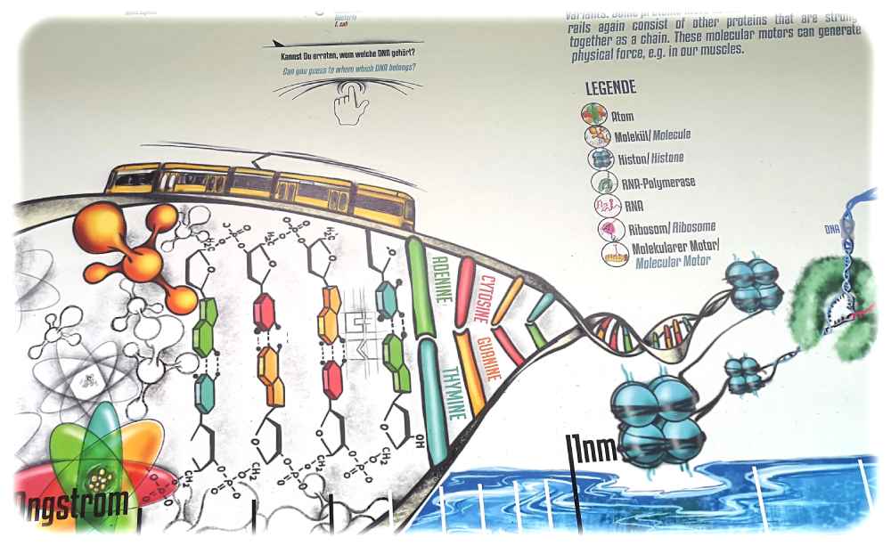 Die molekulare Straßenbahn auf dem molekularen Erbgutstrang. Grafik: Priyanka Oberoi, Repro: hw 