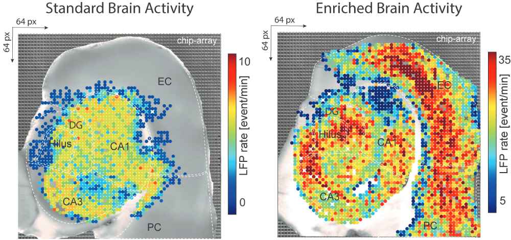Der Neurochip vermisst die Neuronen-Aktivitäten pro Minute im Hippocampus von Mäusen ohne besondere Anregungen im Leben (links) und Mäusen mit einem abwechslungsreichen Leben (rechts). Grafik: DZNE