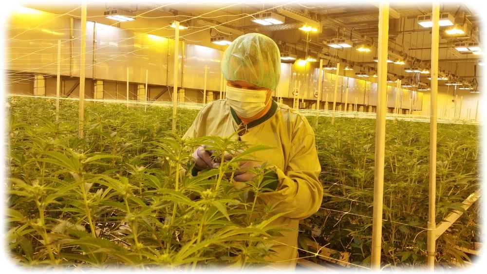 Blick in die Cannabis-Farm von Demecon in Ebersbach: Gärtner André Horn begutachtet Cannabis-Pflanzen im Blüteraum. Foto: Heiko Weckbrodt