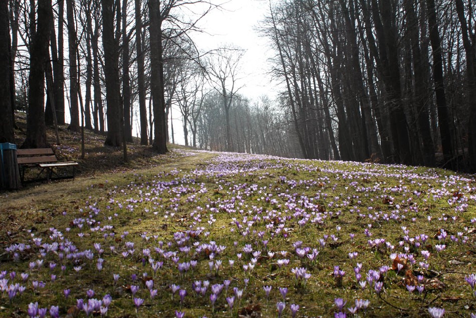 Rings um Drebach im Erzgebirge blühen derzeit überall die Krokusse. Foto: Peter Weckbrodt