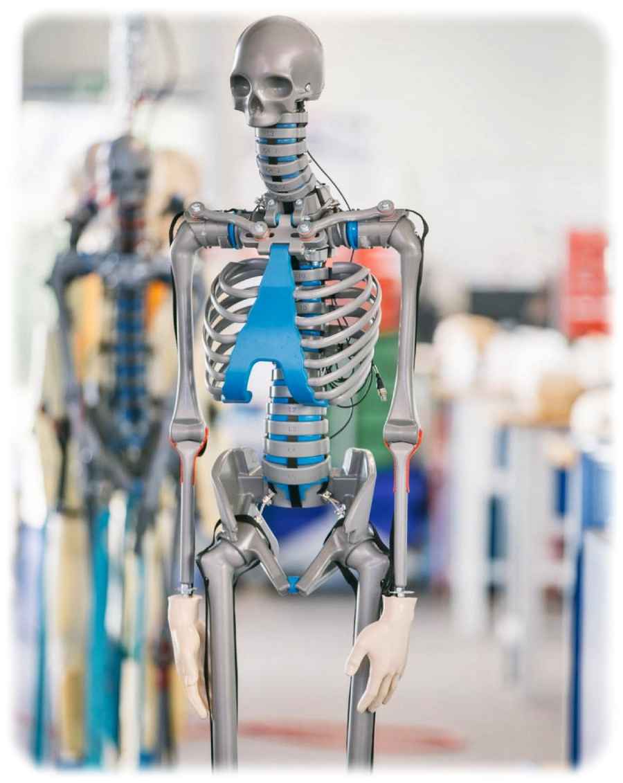 So etwa soll das Dummy-Skelett mit Synthese-Muskeln aussehen. Visualisierung: HTW Dresden