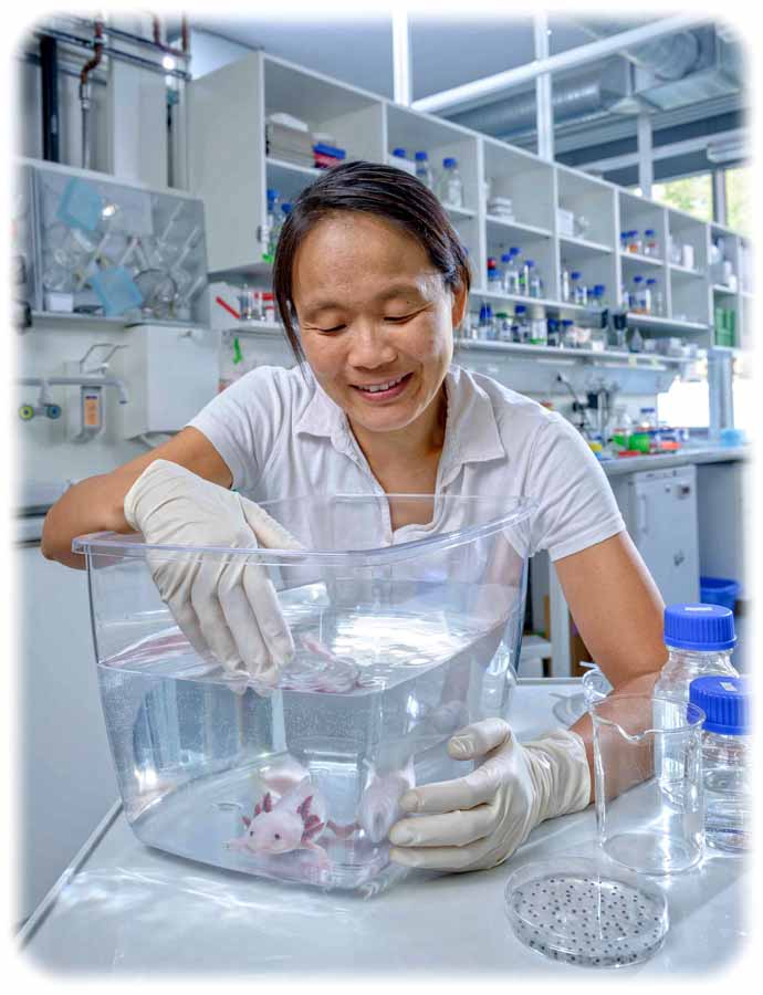 Prof. Elly Tanaka vom Zentrum für Regenerative Therapien Dresden (CRTD) erforscht die Stammzellen des Axolotl. Der Lurch kann nämlich vollständige Gliedmaßen und Organe nachwachsen lassen. Ziel der CRTD-Forscher ist es, regenerative Therapiemöglichkeiten beim Menschen zu entwickeln. Foto: Dresden Marketing GmbH