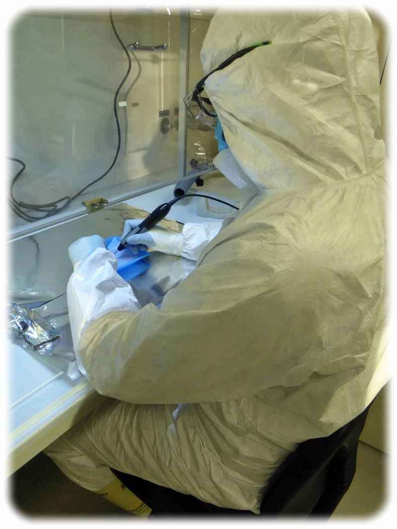 Darío Ramirez bei Laborarbeiten an pathologischen menschlichen Knochen am Max-Planck-Institut für evolutionäre Anthropologie. Foto: Rodrigo Nores via MPI-Eva