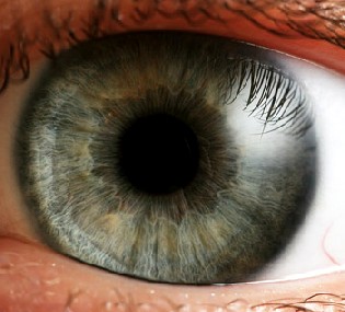 Emfindlich: Das menschliche Auge. Foto: che, Wikipedia, CC-2.5-Lizenz