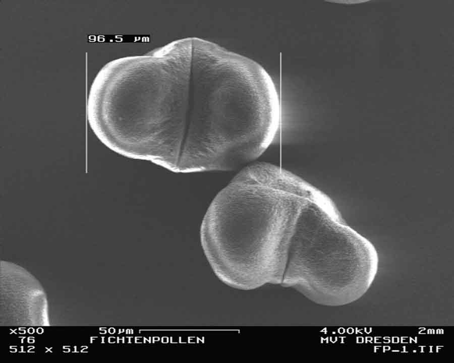 Detailaufnahme der Pollen der Gemeinen Fichte (Picea abies) mit Abmessungen. Foto: Hillemann/TUD