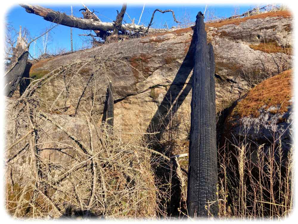 Verbrannte Bäume im Elbsandsteingebirge- Foto: Tubaf
