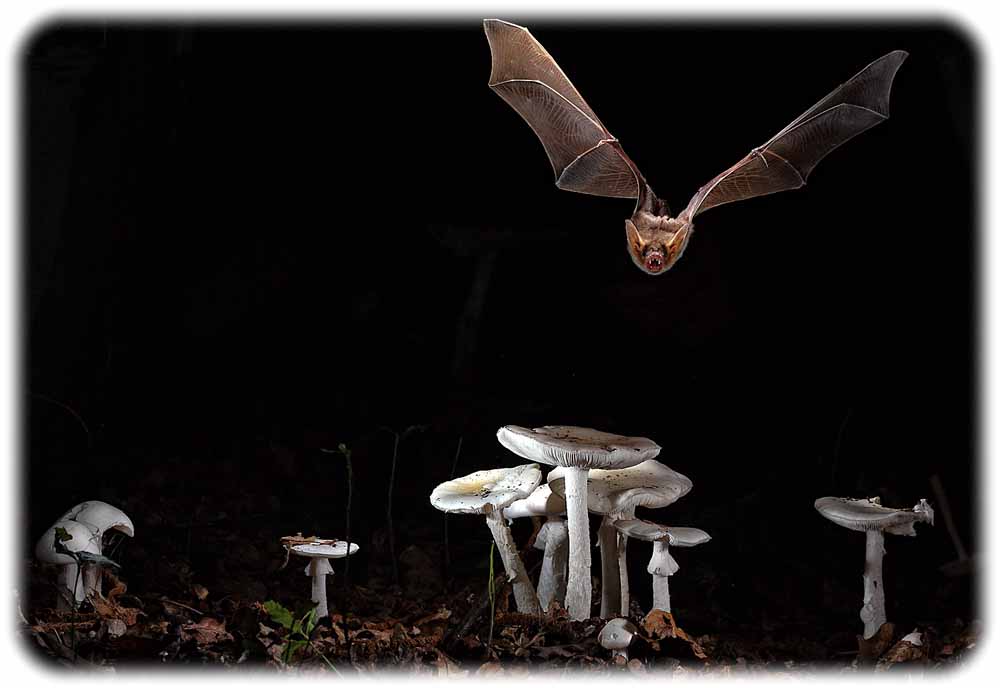 Die Fledermaus Myotis myotis (Großes Mausohr). Foto: Olivier Farcy für das MPI-CBG