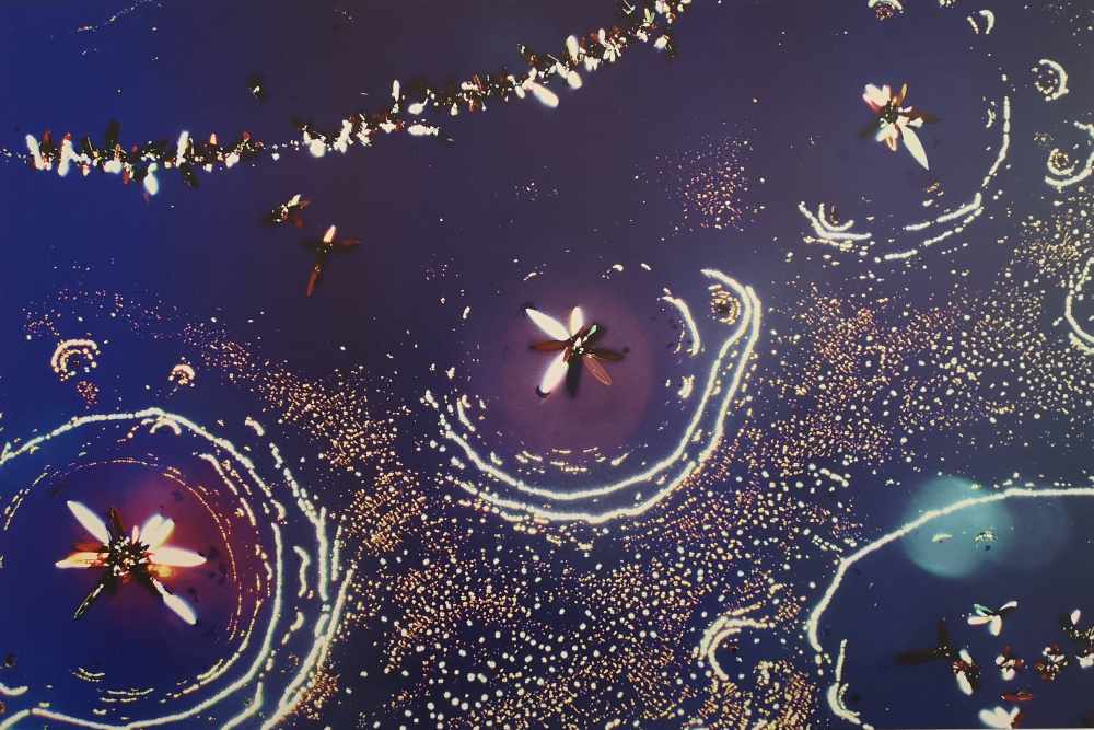 Hinter den "Floating Flowers" von Shurujan Thenkanidhiyur Kalkura vom Max-Planck-Institut für Physik komplexer Systeme stecken Mikroskopaufnahmen eines organischen Einkristall-Transistors. Repro: hw