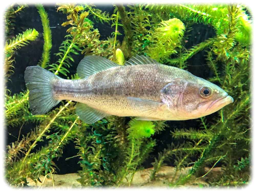 Der Forellenbarsch (Micropterus Salmoides), ein Fisch, der im Osten der Vereinigten Staaten heimisch ist, aber im westlichen Teil der USA sowie in vielen Ländern der Welt als invasiv gilt. Foto: Totti; CC-BY-SA-4.0