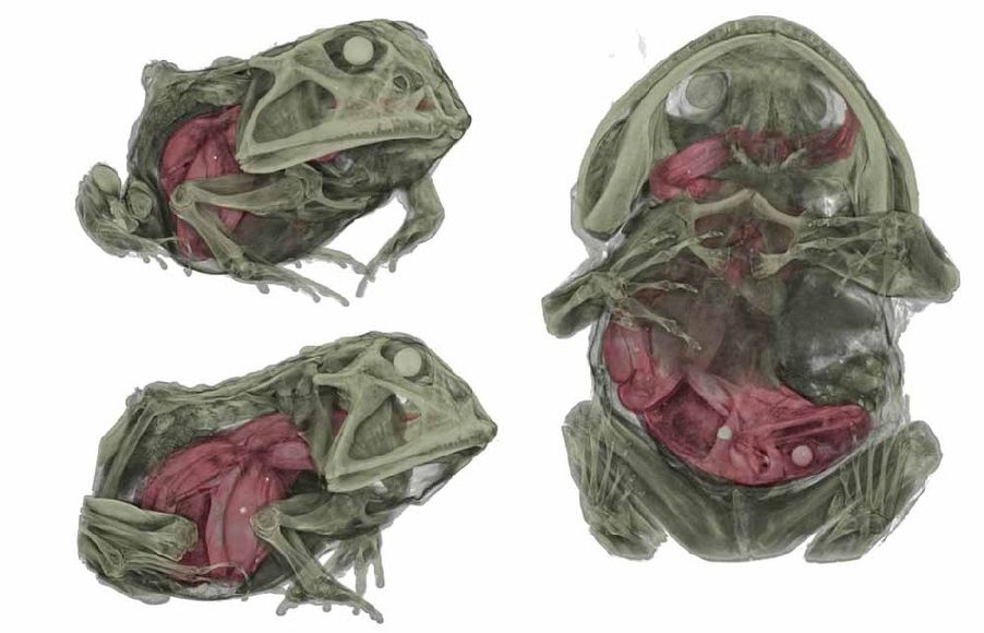 Die 3D-Computermodelle im Ergebnis eines Mikro-CT-Scans brachten den Frosch im Frosch zum Vorschein. Abb:. Dr. Thomas Kleinteich, CAU