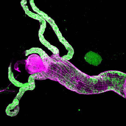 Die Leuchtstoff-Mikroskopaufnahme zeigt das Signalmolekül Hedgehog (grün) und die Zellmembran (lila) in einem Fruchtfliegen-Darm. Abb.: MPI-CBG