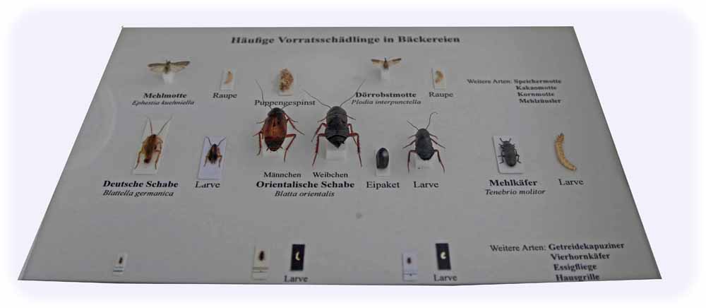 Schabe, Motte, Puppe: Im Groli-Lager in Wilsdruff finden sich Beispiele für die Insekten, die in alten Häusern anzutreffen sind. Foto: Heiko Weckbrodt