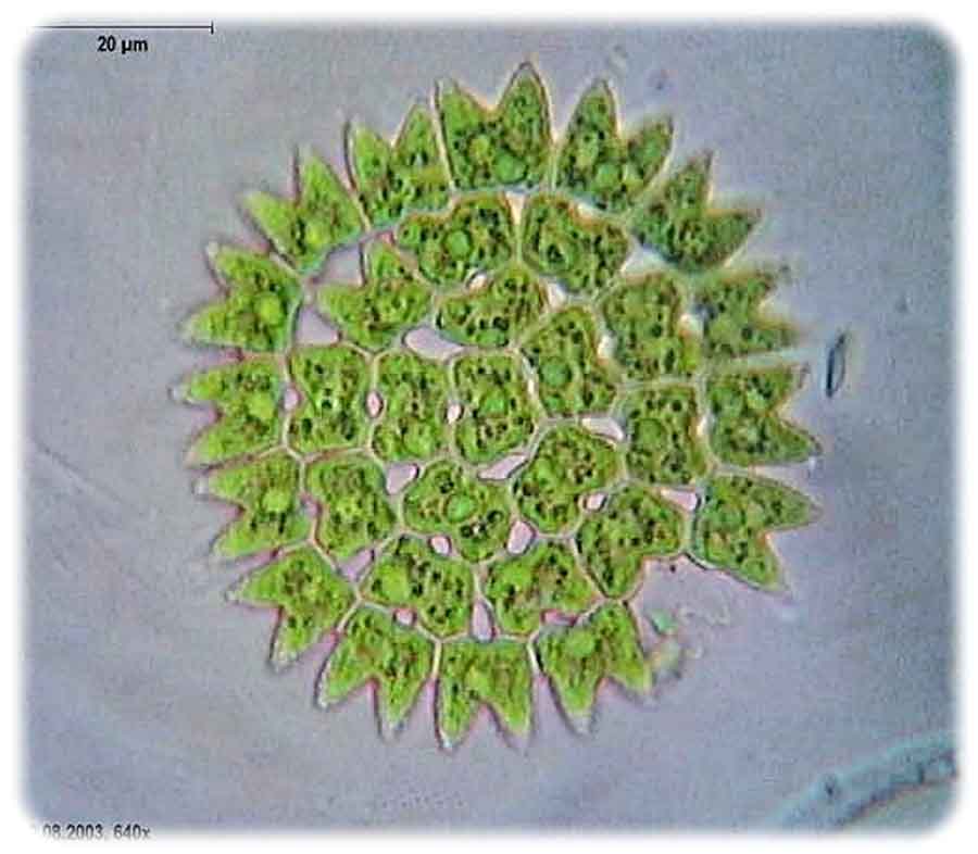 Grünalge unterm Mikroskop. Abb.: Dr. Ralf Wagner, Wikipedia, GNU Free / CC3-Lizenz