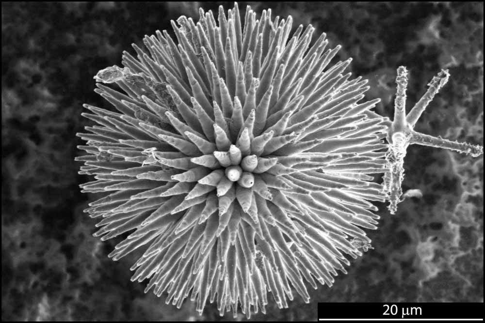 Der Hornkieselschwamm (Geodia cydonium) zeigt unterm elektronenmikroskop seine Skelett-Stacheln, die weniger als ein Mikrometer dünn sind. Foto: ZIK B CUBE