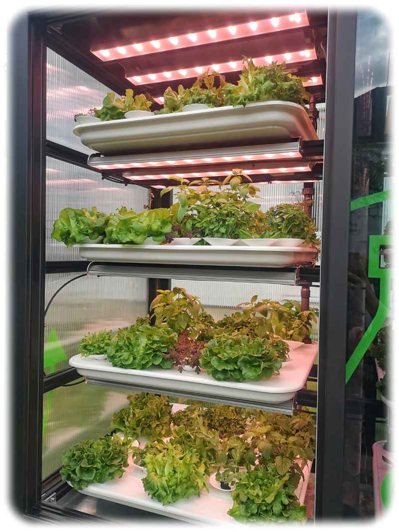 Eine Modellanlage für die künftigen automatischen „Indoor Farming Units“, mit denen das Fraunhofer-Keramikinstitut IKTS Tomaten, Salate und Kräuter auf den Dächern der Städte züchten lassen will. Foto: Heiko Weckbrodt