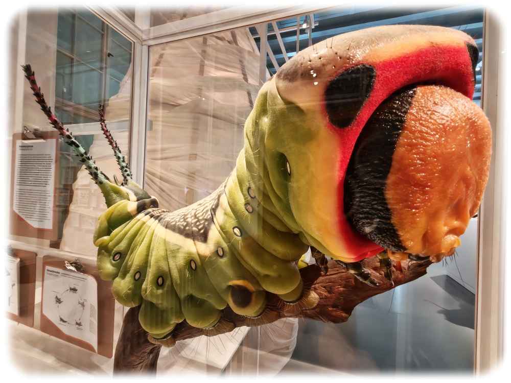 "Metamorphosen" sind fester Teil des kurzen Insektenlebens. Auch dieses Konzept ist Teil unseres kollektiven Wortschatzes. Foto: Heiko Weckbrodt