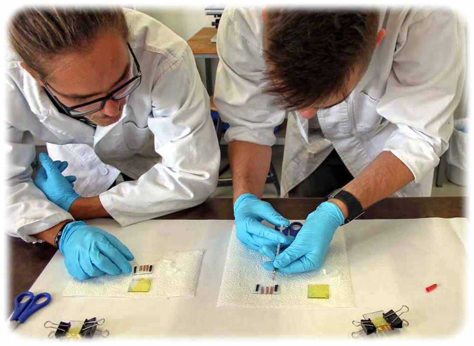 Die Assistenten von Dr. Hahn tragen Galistan auf die Kupferstreifen auf dem Glasträger auf. Foto: Hahn/TU Dresden