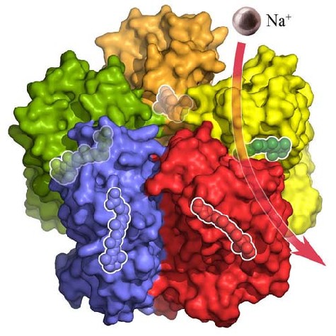 Die KR2-Moleküle im Bakterium Krokinobacter eikastus konnten ursprünglich nur Natrium-Ionen (lila) transportieren. Ein Forscherteam hat die lichtausgelöste Ionenpumpe nun auf die wichtigeren Kalium-Ionen umprogrammiert. Grafik: Forschungszentrum Jülich/IBS Grenoble