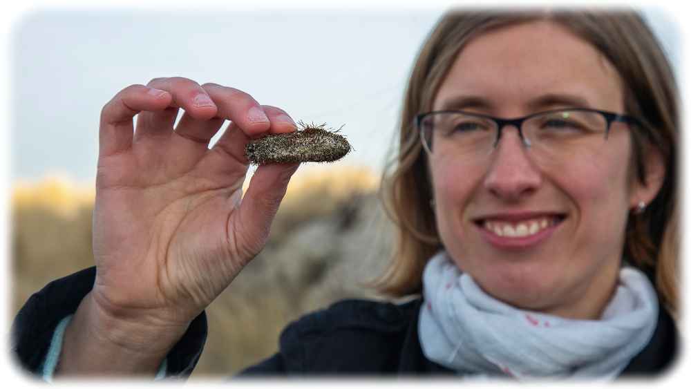 Juniorprofessorin Karin Glaser mit einem algenbesetzten Stein an der Ostsee. Foto: Julia Tetzke für die TU Bergakademie Freiberg