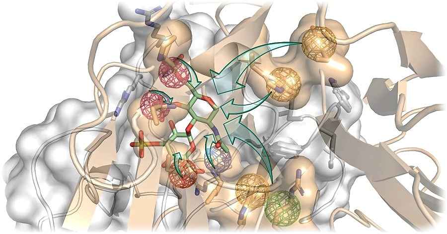 Grau im Hintergrund dieser Visualisierung ist das Dickkopf-1-Protein, das die Knochenheilung ausbremst. Beige sind die Rezeptoren dieses Brems-Proteins dargestellt. Die grünen und roten Stäbchen stehen für ein modifiziertes Hyaluronsäure-Molekül. Die farbigen Kugeln symbolisieren die Eigenschaften, mit denen das Designermolekül das Bremsprotein deaktiviert. Visualisierung: Gloria Ruiz Gómez für die TUD