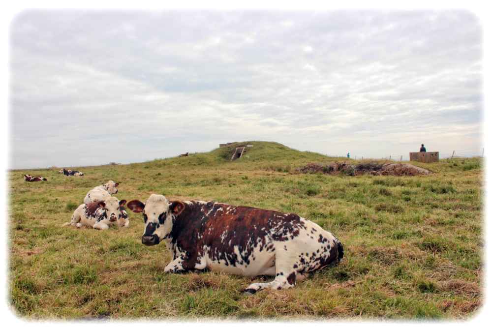 Kühe - hier ein paar französische Rindviecher in Etretat - pupsen und setzen dabei Methan frei. Womöglich könnte verändertes Tierfutter auf Basis neuer mikrobiologischer Erkenntnisse diese Effekte mindern. Foto: Heiko Weckbrodt