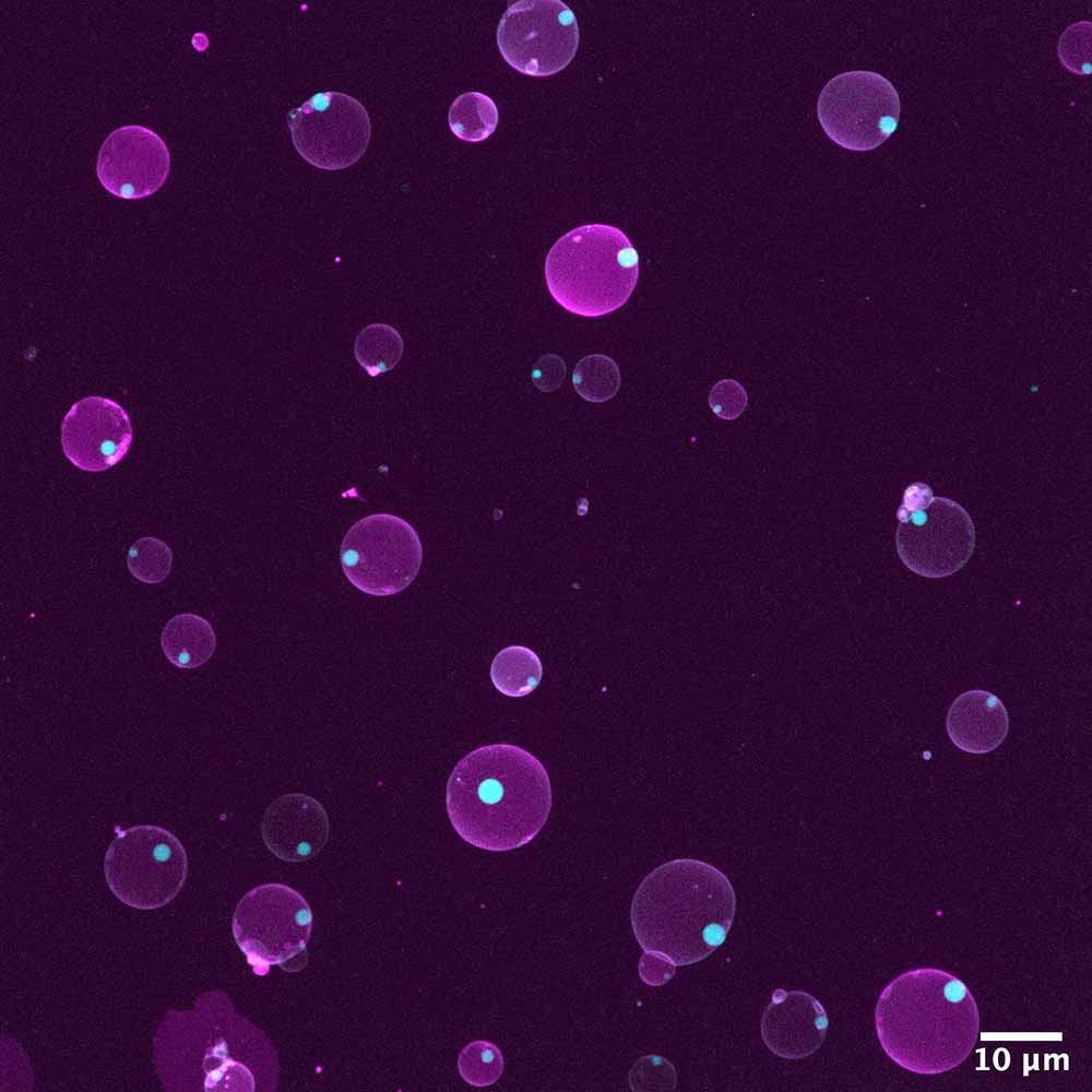 Die synthetischen Zellen der Planck-Forscher sind hier mit ihren lila gefärbten Fett-Membranen zu sehen, darin in Hellblau die spezialisierten Molekül-Einheiten (Kompartimente). Abb.: Love u. a. / MPI-CBG